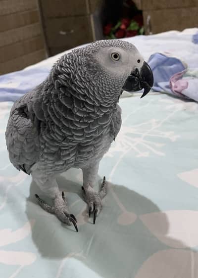 Rear African Grey Holland Breed