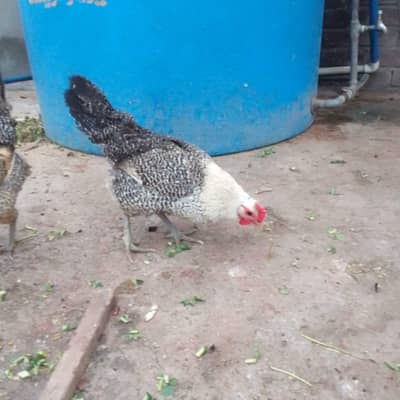 Pure Feumi male female