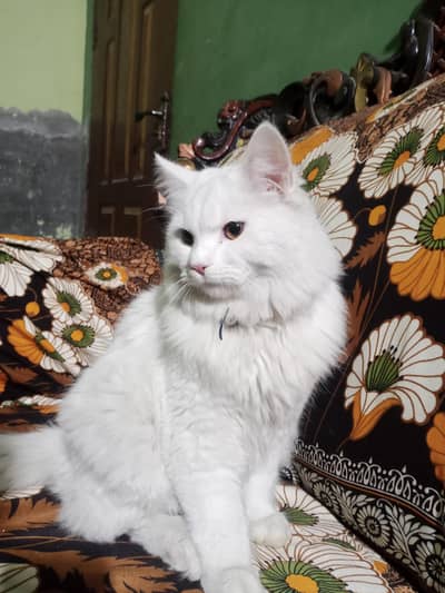 persian cat