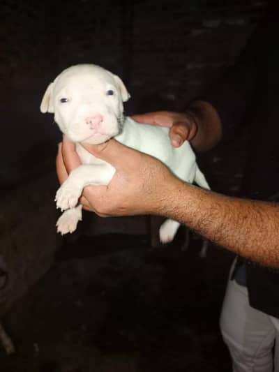 kohati Gultair l pink nose