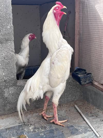 WHite SHamo CHicks & Eggs Available For Sale