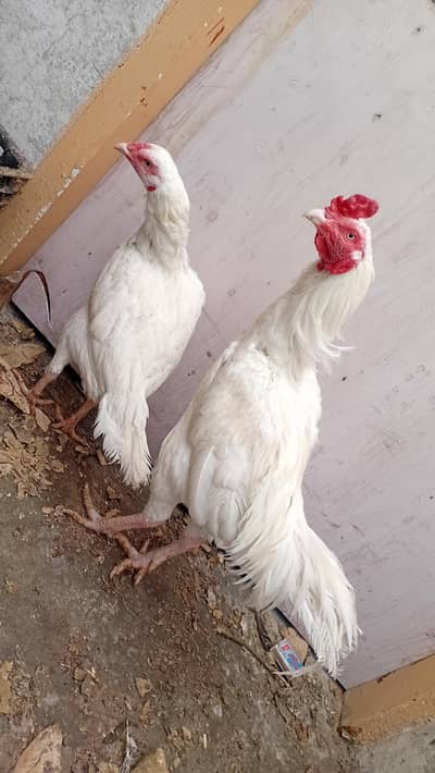 heera aseel golden masri