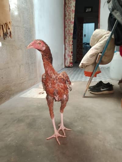 aseel Murga for sale