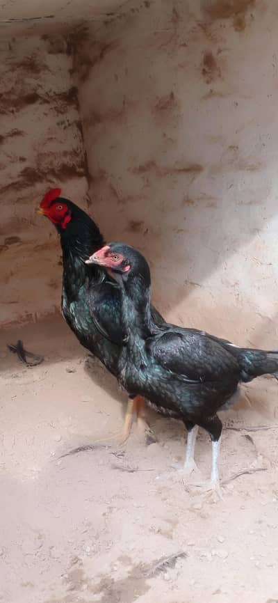 Aseel lasani pair for sale in  Multan