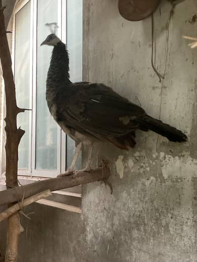 Female peacock breeder