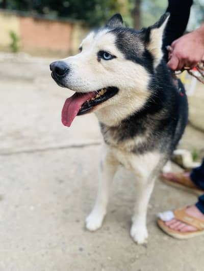 Husky wooly coat Odd Eyes fully trained