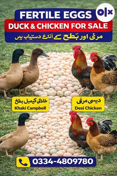Fertile eggs of khaki Campbell duck and desi murgi