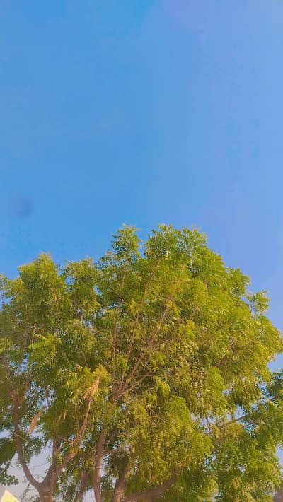 All Accessories availbale/oppo F5 Bhi h Suki aik working man h  8000