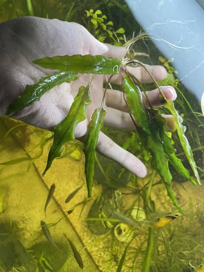 Aquarium Live Plants Low Tech