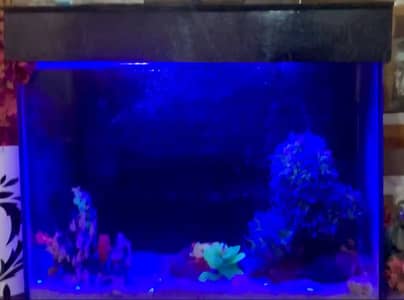 Aquarium complete setup for Sale