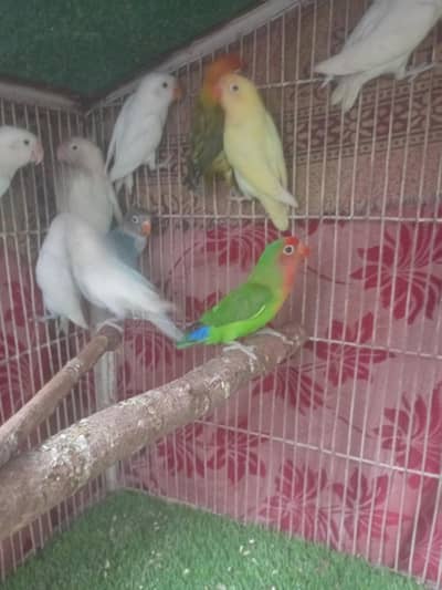 love birds active Pair Rs1800
