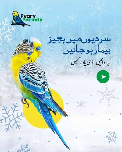 Faiq mehmood