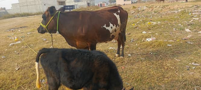 Cow for sell