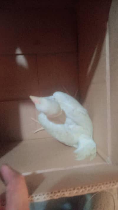 o Shamo baby chicks pure quality