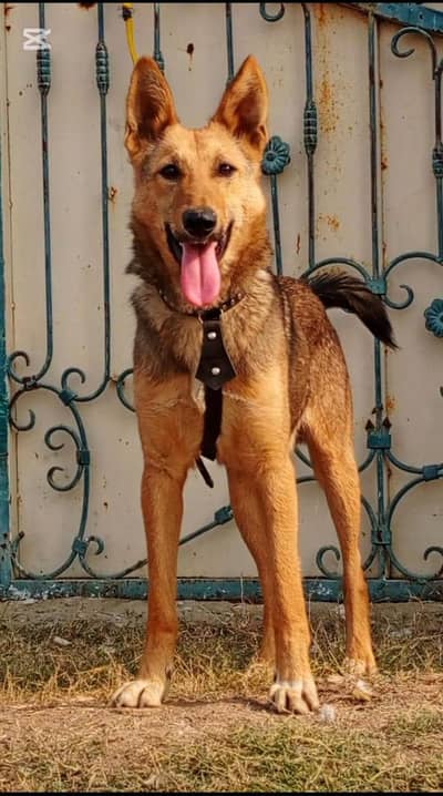 Alsatian mail 9 months for sale