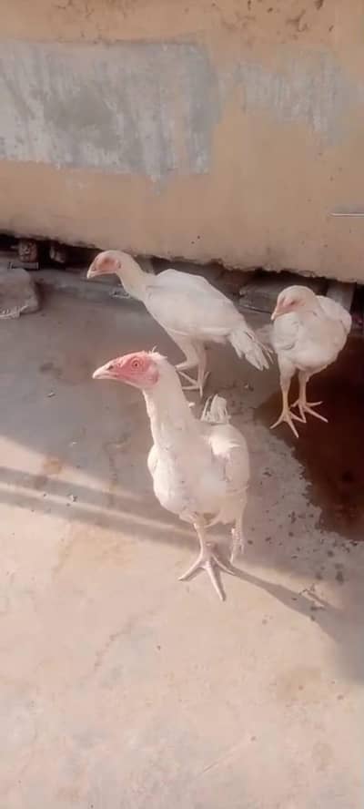 Hera aseel pair paper white sirf chat me jawab mele ga