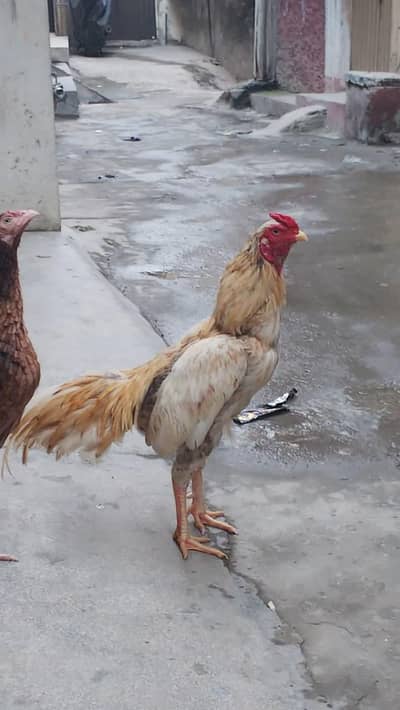 aseel murgah healthy and active