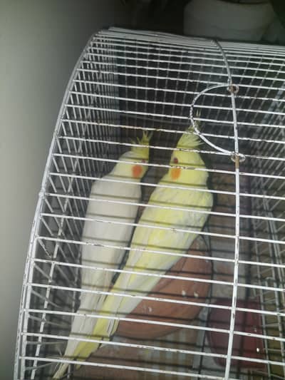 Cocktail parrots yellow pair