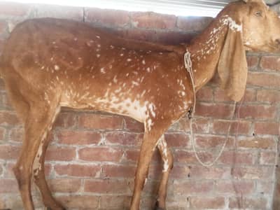 Makhi Cheeni sahiwal beetal Bakri for Sale