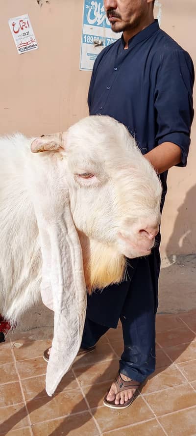 Healthy Goats for Sale – Good Condition