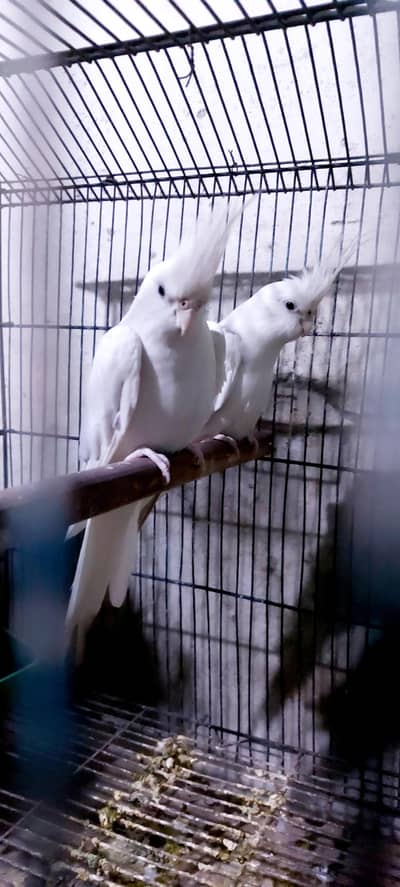 V. Paid very beautiful Cocktail  for sale with Cage and Bix