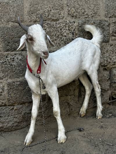 Khassi bkra qurbani 2026