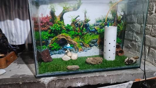 aquarium and fish for sale in Lahore