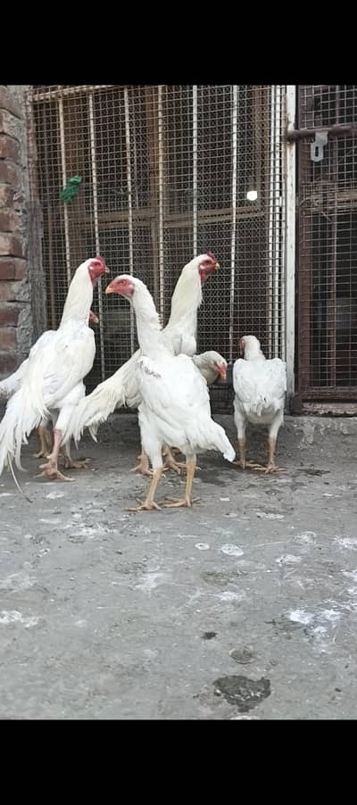 king size white shamo female