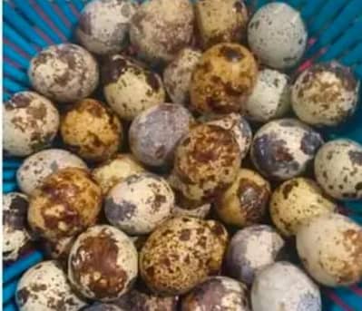 Healty Batair (Quail) Fertile Eggs