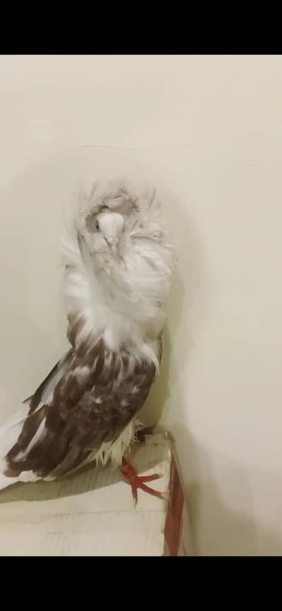 Mashallah healthy and Active breeder pair for sale