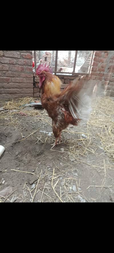 Misri goldan 1 male 2 female