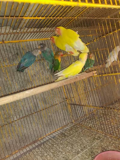 love birds breder pairs