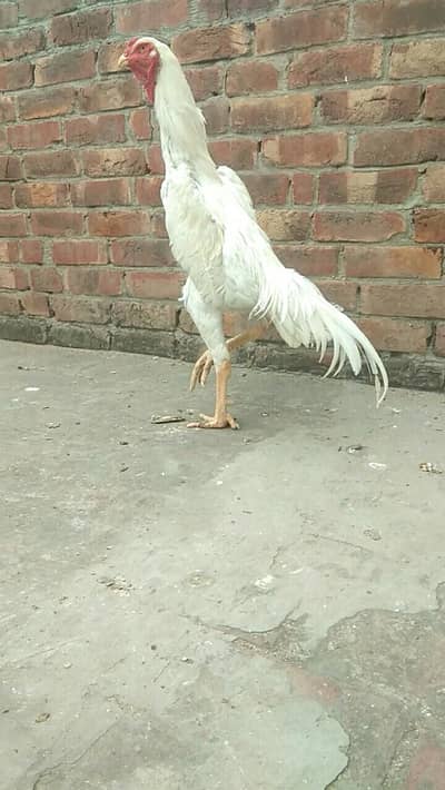 pure white shamo male available top quality male