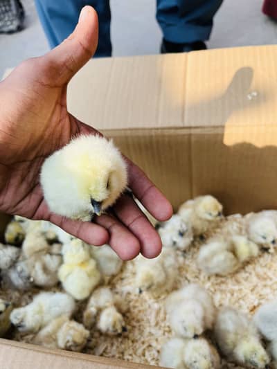 Silkie Import Quality Chicks available