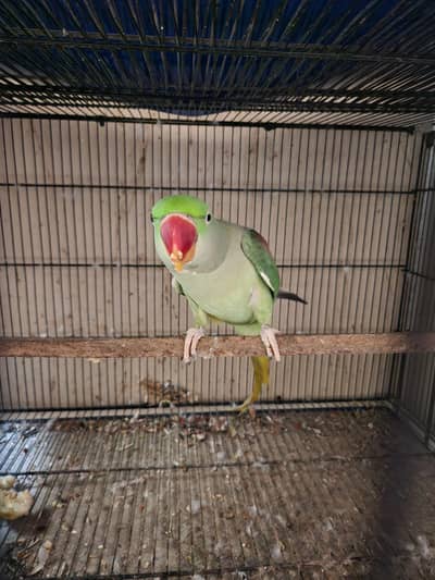 Alexandrine Raw breeder Female