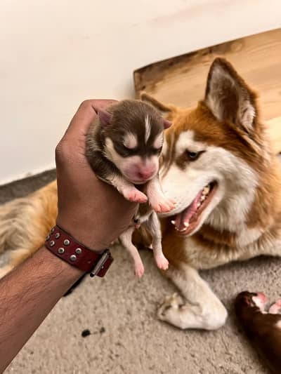 breeder female urgent sale