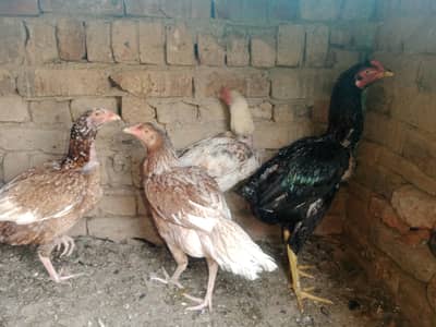 seal kukkad murgiyan