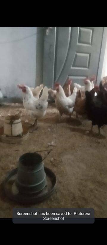 golden misri | desi murghi | golden misri pathi | misri | starter hen