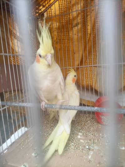 Red eyes ready to bread Pair