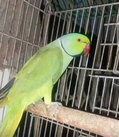 Ringnack male Breedar