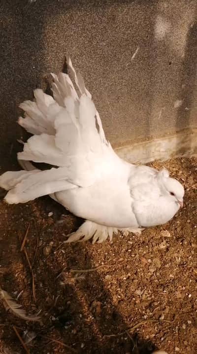 American fantail breeder pair