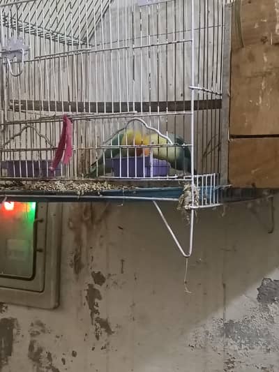 parblu opaline and green fisher breeder pairs of sale healthy active