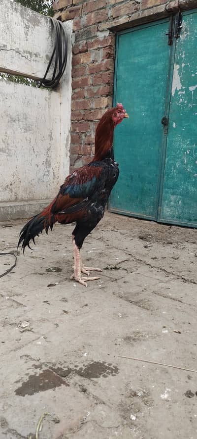 pure aseel lakha old Pakistani breedline