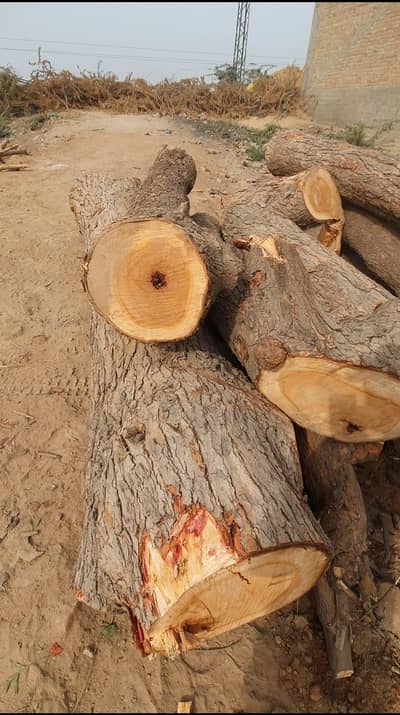 Wood for Neem  ( sindh ki neem ki lakri tamber )
