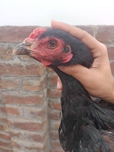 Burma Thai + Burma Pakoyi