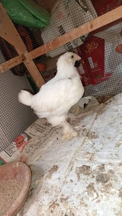 Albino, decino & white Cochin