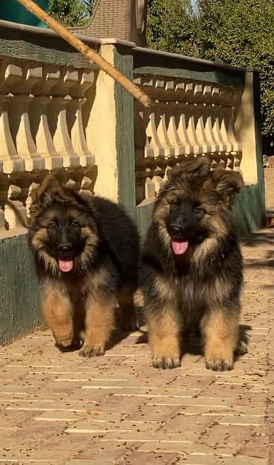 CHAMPION BLOODLINE GERMAN SHEHPERD PUPPIES AVAILABLE FOR SALE