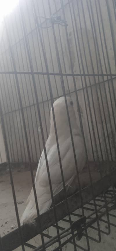 only on albino red eye male healthy and active