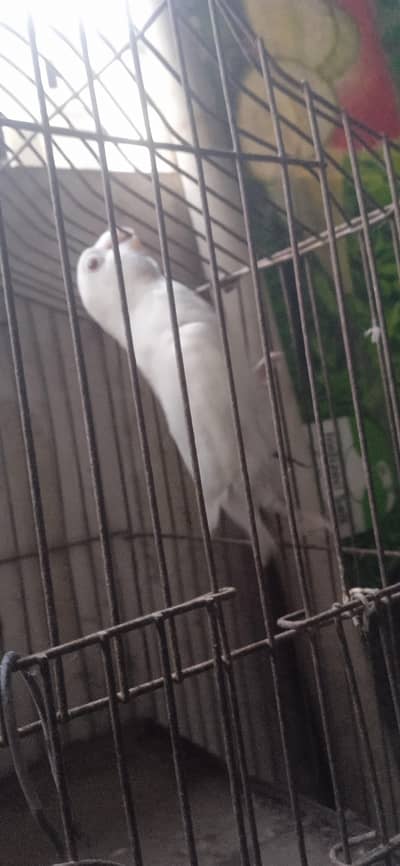 only on albino red eye female healthy and active