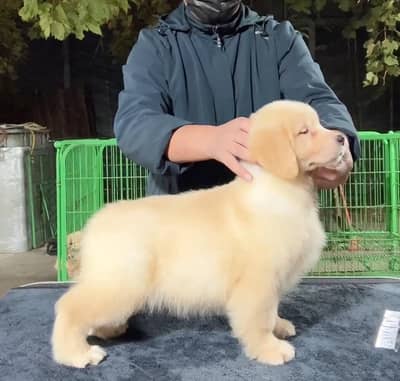 HIGH QUALITY AMERICAN GOLDEN RETRIVER PUPPY FOR SALE